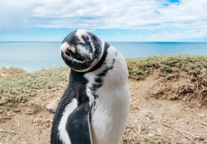 Avistaje de Ballenas en Vacaciones de Invierno en Bus